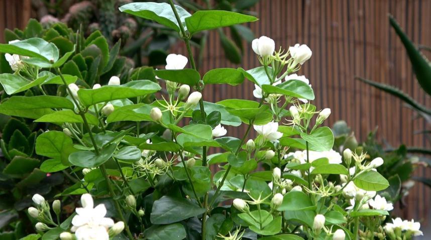 90岁老爷爷为初恋种了满院的茉莉,每次开花,就会引来路人观望