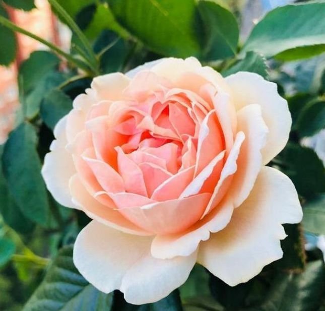 3种花养在家里，花朵硕大，花期长，家中养花首选，美不胜收！