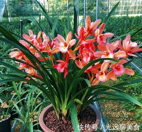 它是兰花中的“香祖”,红杆红花,一开就是20朵,每年可开花3次