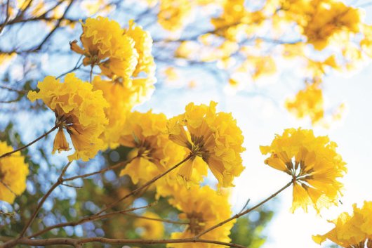 花重惠州城