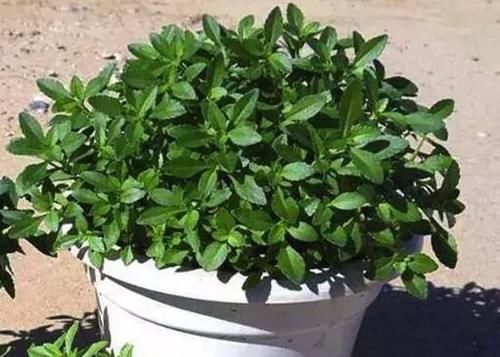 阳台种几盆养心菜，可食可赏，营养高，一年四季吃不断！