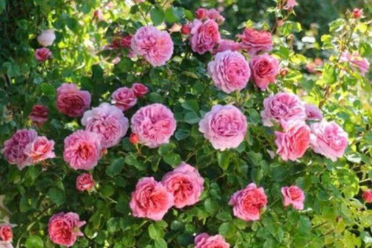 仙气|家养4种“招财花”,花色艳丽,仙气十足,谁见了都想养!