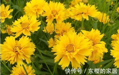 阳台|农历7月4号起,最适合养这些花,阳台栽上几盆,扦插一根枝条就活