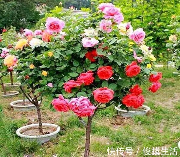 树状|杜鹃花，栀子花扔了吧养棵“花树”，能开花300天，见土就活