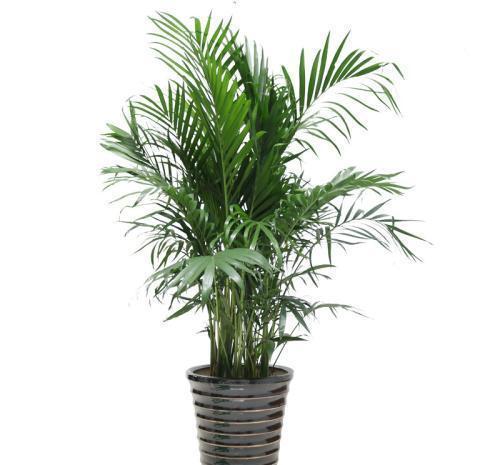 龟背竹|冬天天气干燥,家中摆放这四种盆栽,如同买了一个空气加湿器回来