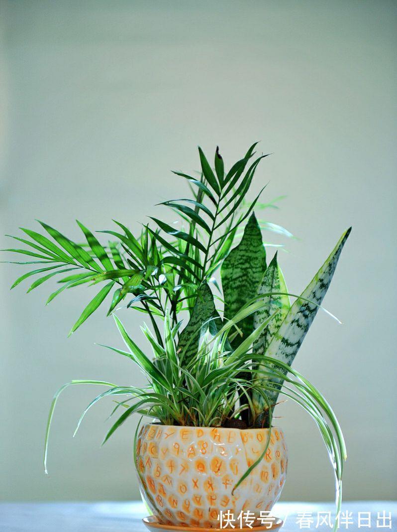 阳光|秋季养虎尾兰，换盆很重要，加上合理养护，不变美都难