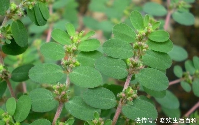 杂草|农村一种救命野草，以前被用来喂鸡，如今一斤28元，成稀罕货！