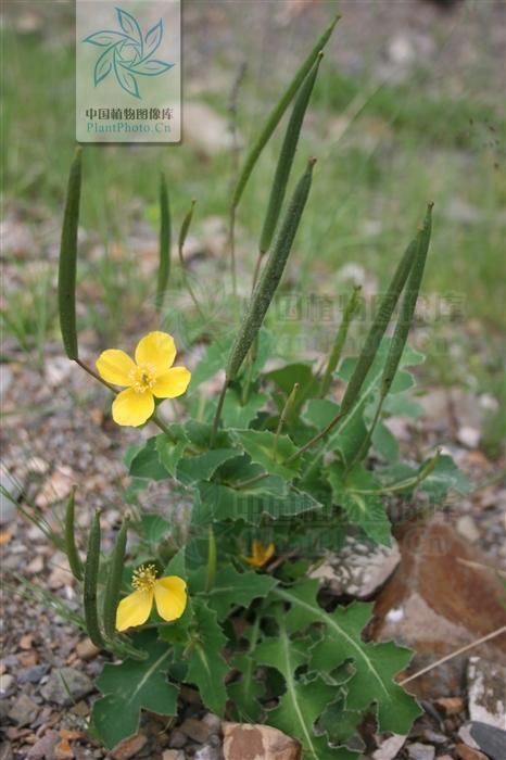  顽癣|秃疮花，见过吗？外治秃疮、顽癣；內治牙痛、扁桃体炎