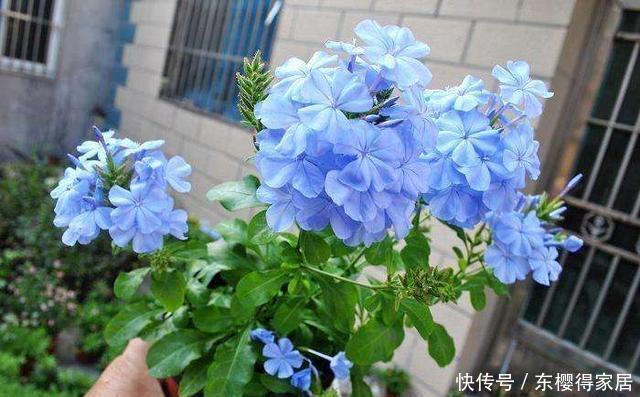 漂亮|6种漂亮花,夏天快扦插,越热越生根,30天就开花,适合急性子养