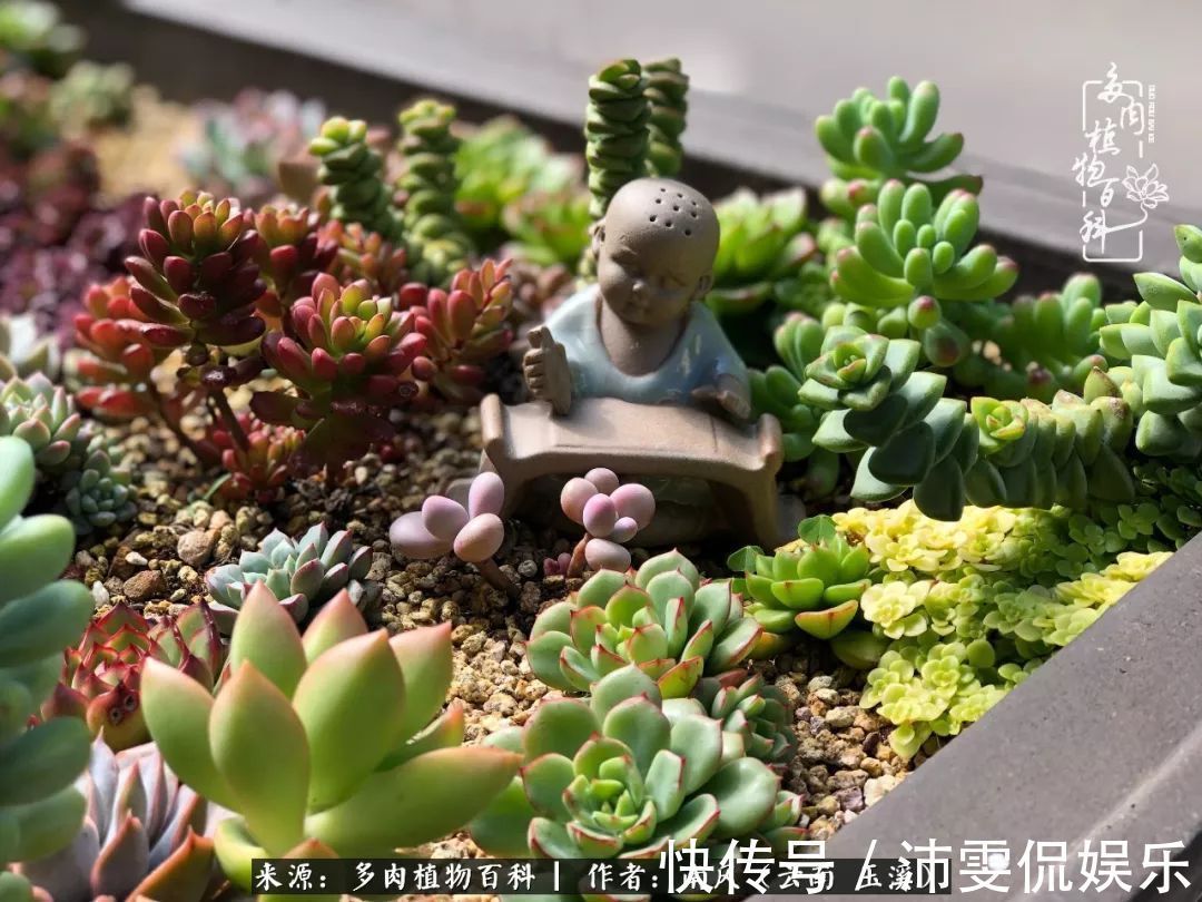 深秋里,种多肉、赏多肉、会肉友,马不停蹄快乐多!