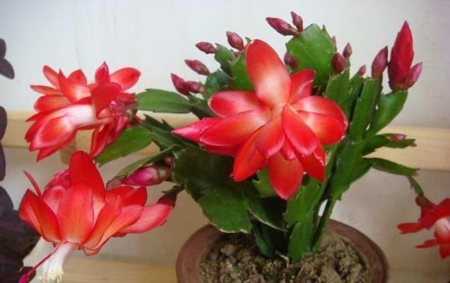 蟹爪兰怎么养才能开花