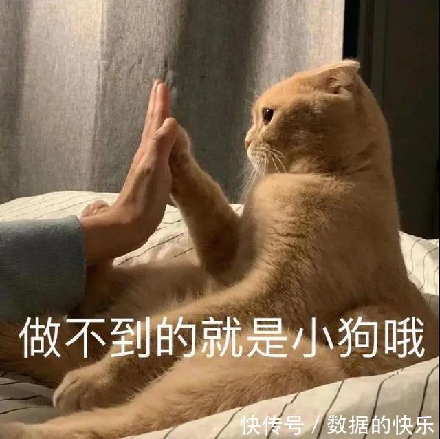 |搞笑可爱的表情包,做不到就是小狗哦