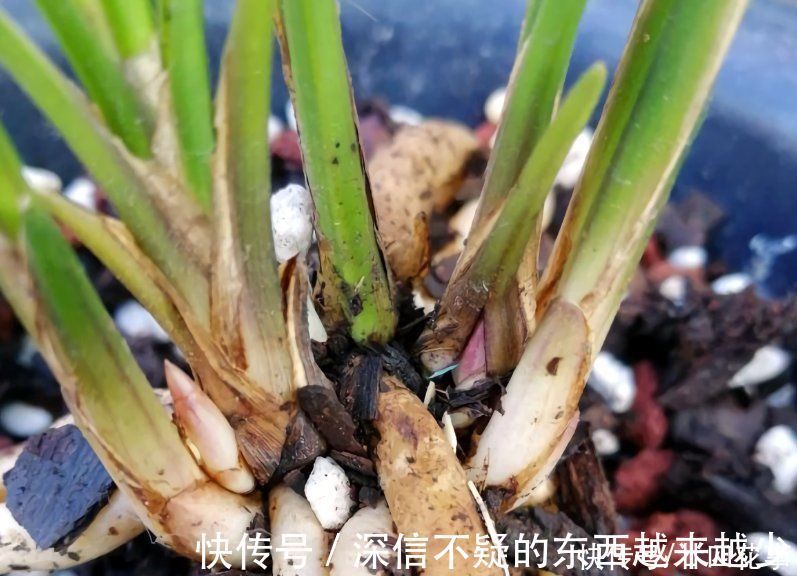 花芽|兰花施肥,掌握1句“口诀”,新芽“蹭蹭”冒,花朵“呼呼”开