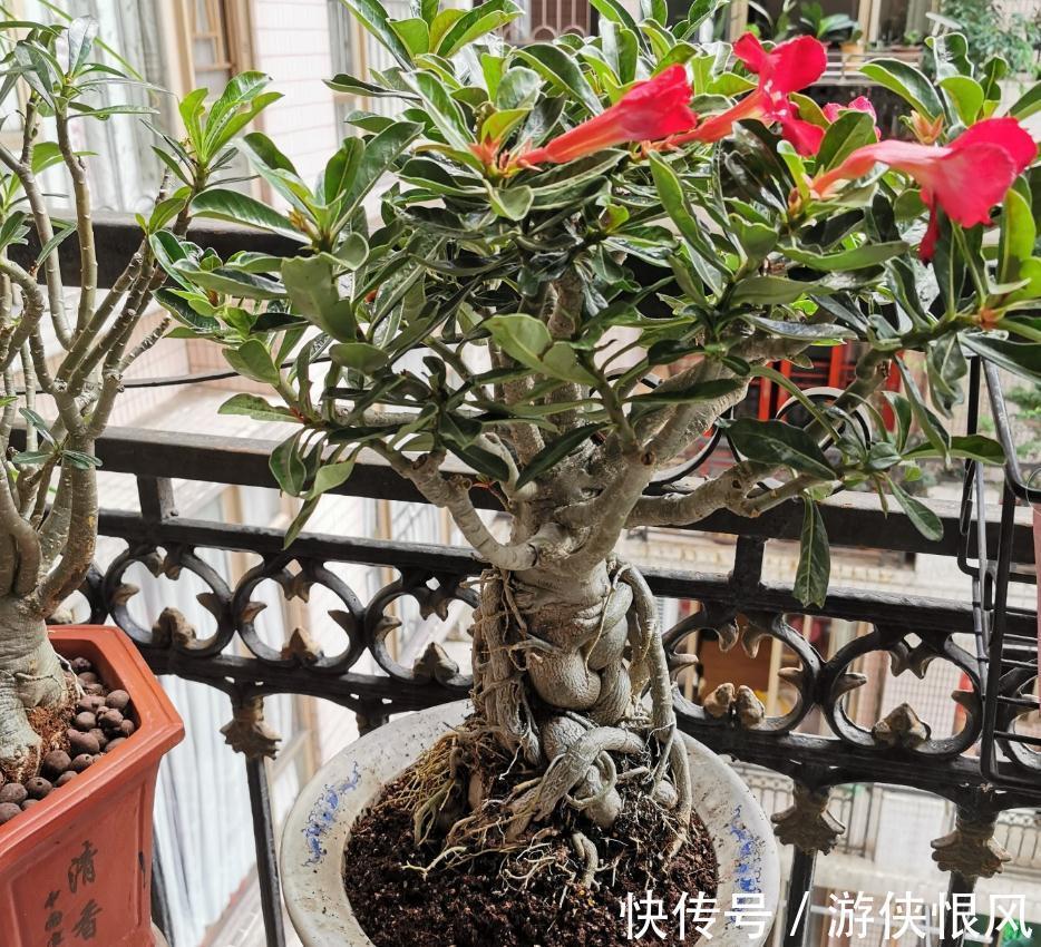 带大肚子的沙漠玫瑰,养护多注意这5点,霸气镇宅,开花比月季美