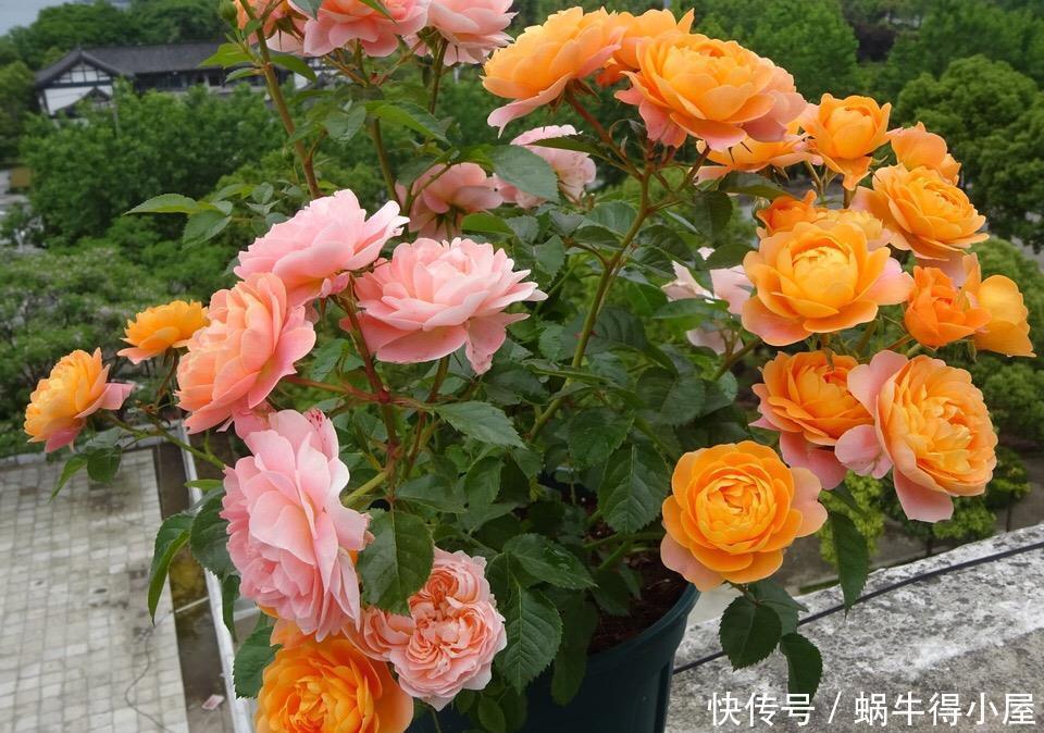 淘米水中加点“料”,成为“万能水”,养花浇一点,啥花都旺