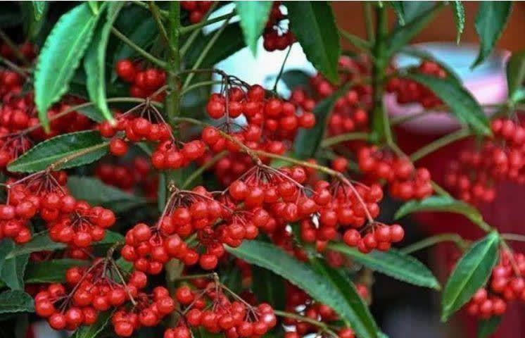 硫酸亚铁|超漂亮的4种花，好养不占地，花型独特，一片醉人花海！