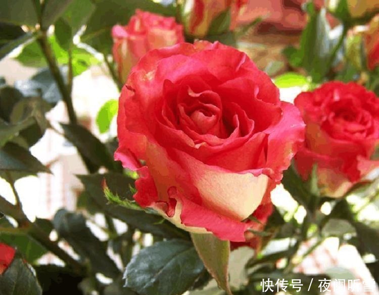 喜欢菊花,不如试试“优良玫瑰”彩纸口红,花开如唇彩,美艳秀丽