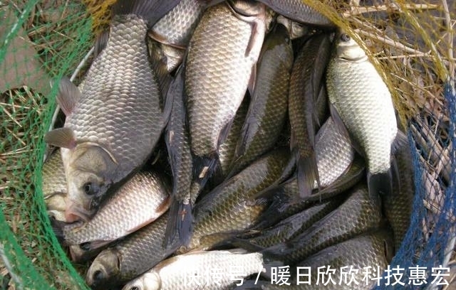鱼儿|野钓想要连竿爆护,就必须弄明白这五个重要因素,才能鱼获满满