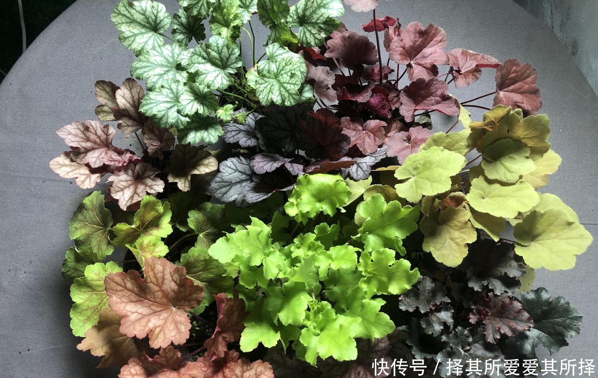 6种高颜值观叶植物，第1名虎皮兰，第2名冷水花，还有谁上榜