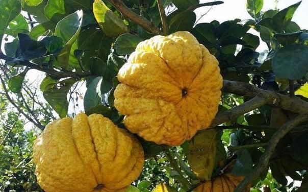 佛手|肝气一通，万病无踪2味常见中药泡茶饮，疏肝、理气、和胃