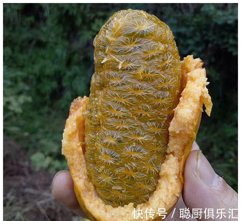 农村娃|这种野果80、90后的农村娃一定吃过,很多城里人不一定认识!