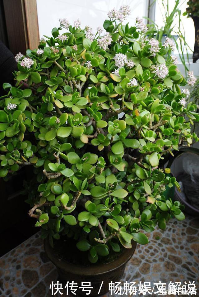 这些多肉很好养，容易养成“树”，还特别容易爆侧芽