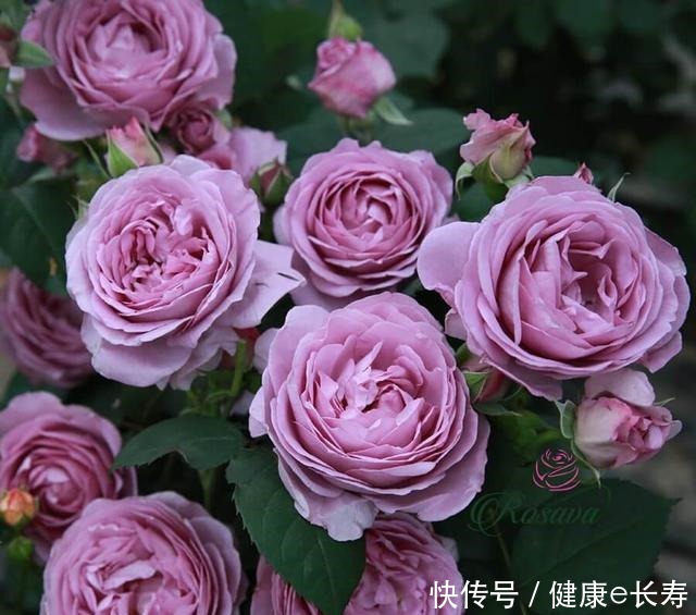 25个抗性超好的月季品种,又好养开花有多,新手好养适合盆栽!