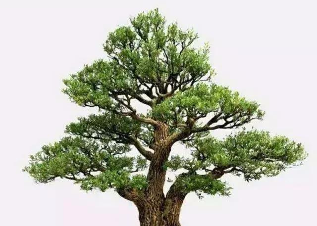 古代文人雅士、达官贵人家中为何都会种植黄杨盆景