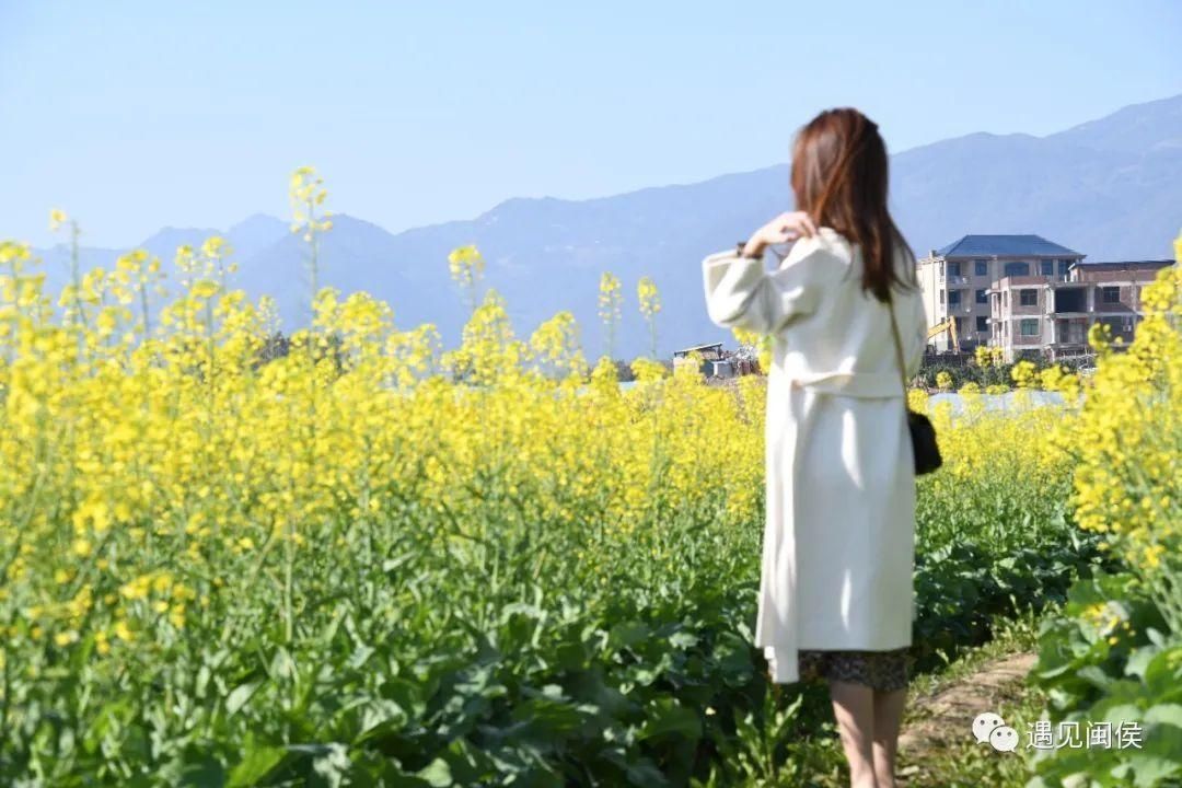 金色花海！福州油菜花开了！【区县头条】