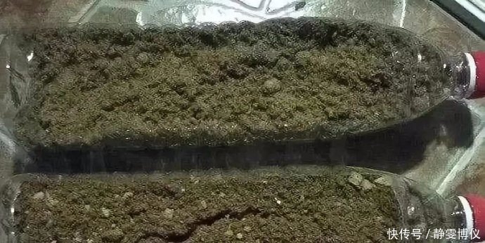 养花不用买土,用这几样东西掺一块儿,种什么花草都旺