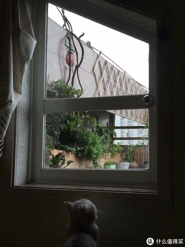 露台花园成型记（篇二）