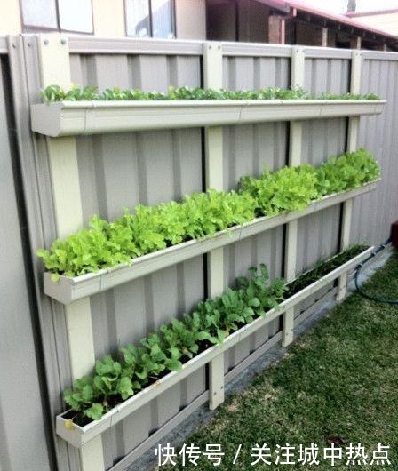 不在院子地上种菜,墙上面积这么大,上下3层种蔬菜再合适不过了!