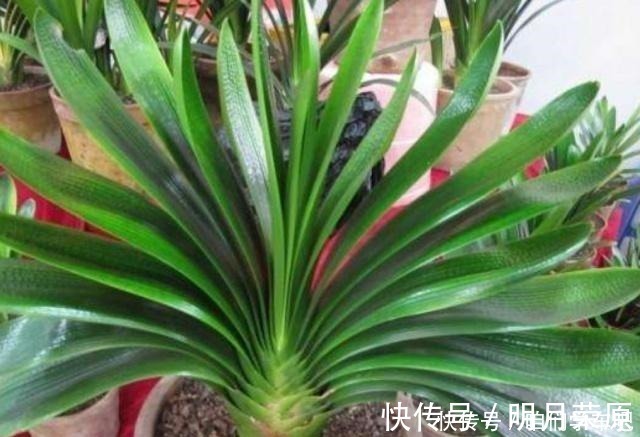 家家|这些食物,每个月给君子兰“喂”一点,叶片绿,根系壮!