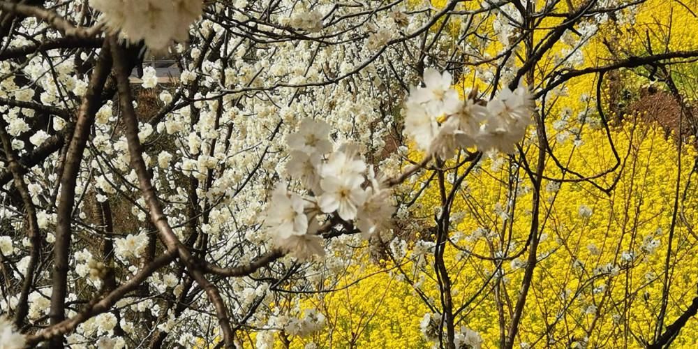 春节赏花好去处，广元5000亩樱桃花迎春绽放，美成仙境！