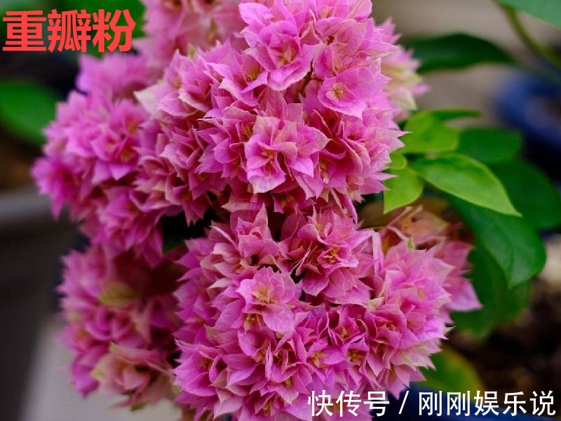 抗病、不招虫的天竺葵，屋里养一盆，开花一茬接一茬