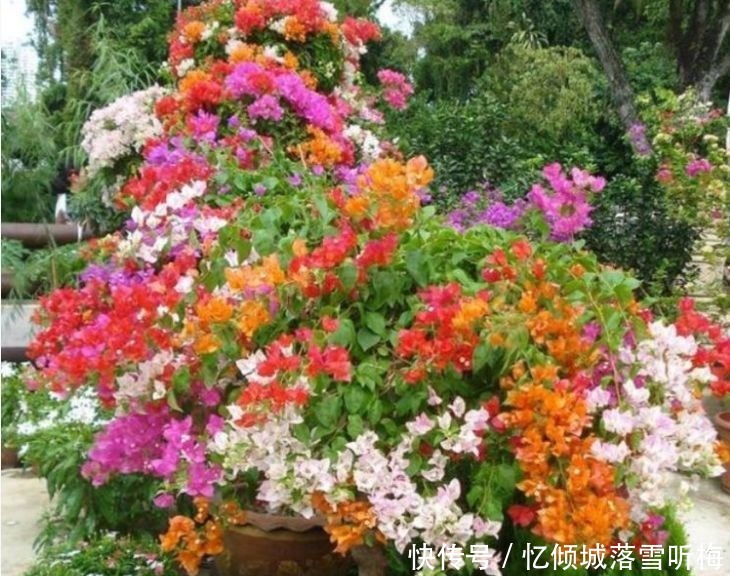 庭院|家里有庭院,最适合养3种花,开出的花朵鲜艳无比,非常的迷人