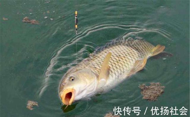 本质|调漂的本质是找底，如何判断是否到底？是钓组什么部位到底？