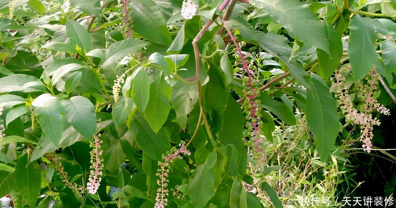 危害|花盆里有些“杂草”，都是大祸害，见了赶紧拔，危害大