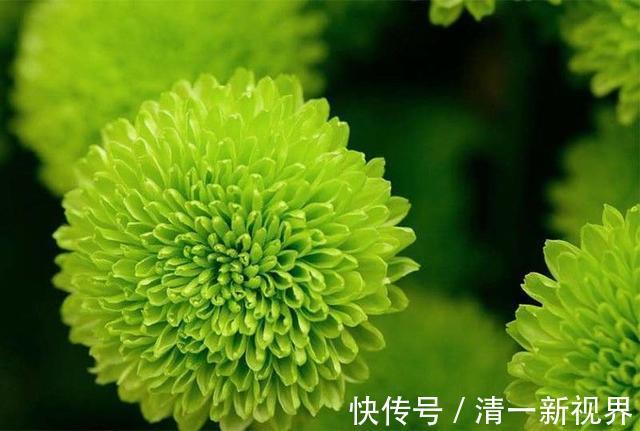 菊花|家里养花,不如养“珍稀名菊”绿乒乓,色如翡翠形似乒乓,美极了