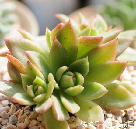 稍不注意多肉养成了大饼脸，三个方案全解决