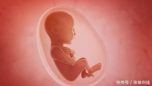 池川明|胎儿有宫内记忆？爸爸：4岁儿子的话让我流泪，早知应更重视胎教