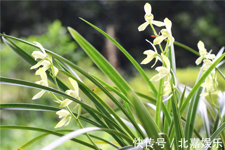 用“绿肥”养兰花,兰花新芽猛蹿,枝繁叶茂花娇俏!