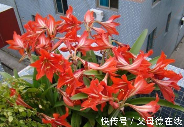 适合冬天的8种花,养护简单又省心,香味浓郁花还美,值得拥有