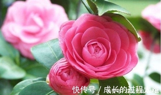 盆栽|4种盆栽花号称开花机器,一整年都开花,好看又好养,值得拥有