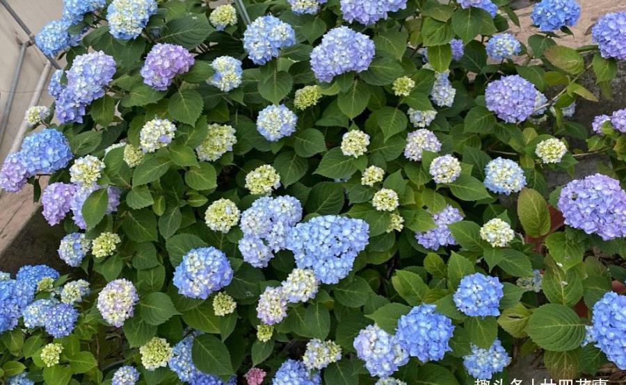 植株|绣球花有“四忌”,不注意叶子萎蔫又干枯,做到位植株茂盛开花多