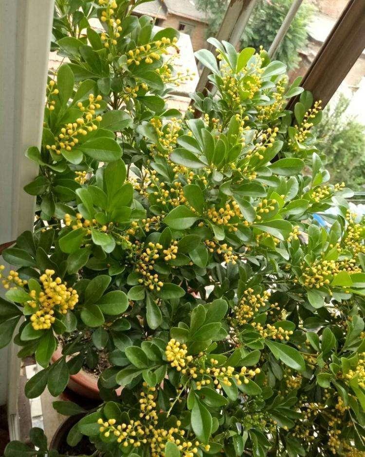 7种“娇气花”,10度还不拿屋里去,几天就冻死,只剩空花盆