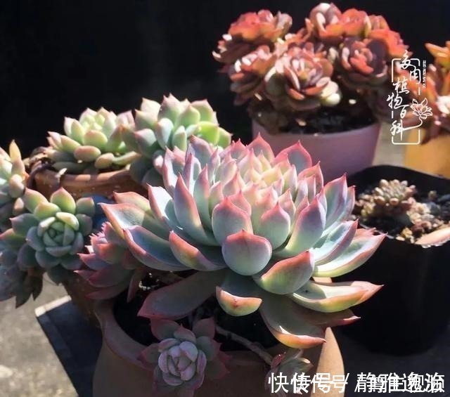 静夜|养多肉三年多，初见惊鸿！累并快乐着！养多肉三年多，初见惊鸿！累并快乐着！