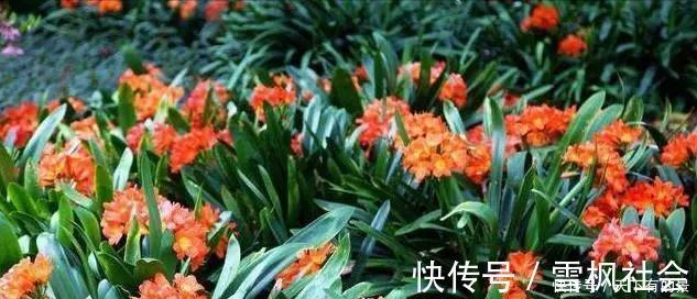 把它倒在花盆里,君子兰疯长如野草,一次能开30多