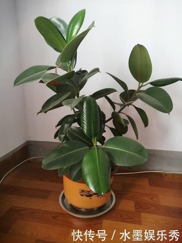 橡皮树“一枝冲天”，赶紧砍一刀，半月憋出不少新芽