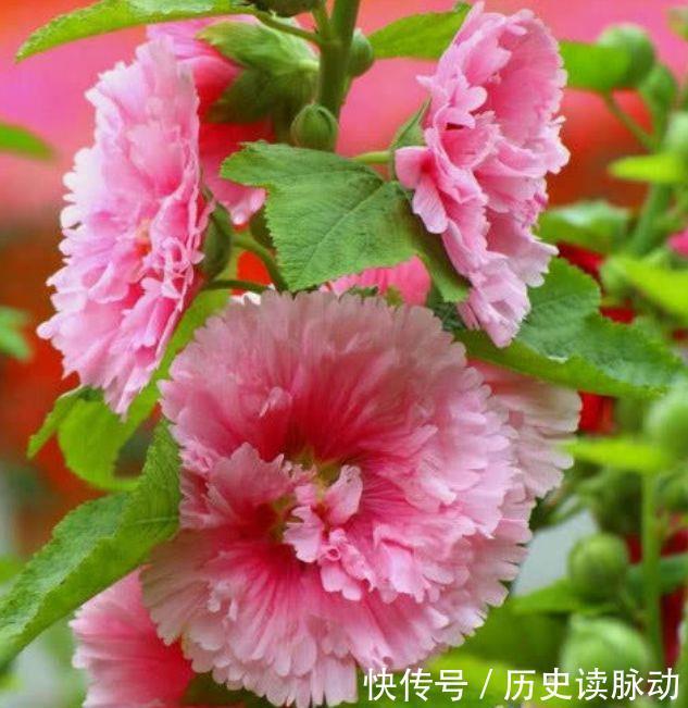 适合新手养护的几款花卉,沾土就活,招财纳福寓意好